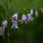 В понедельник в Украине тепло, местами дожди и грозы