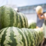 Урожайный год. Ждать низких цен на арбузы и откуда их везут