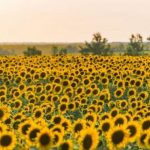 Жара в Украине в понедельник будет достигать 41°