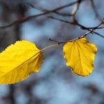 Неделя начнется с незначительного потепления