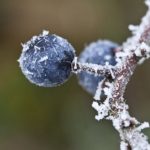 В Украине надвигаются заморозки: в каких регионах погода испортится в ближайшие дни