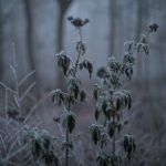 Температура будет ближе к нулю. Синоптик рассказала, когда в Украине ждать заморозки