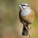 Исчезают не только воробьи. Каких птиц в городах становится меньше и чем это чревато