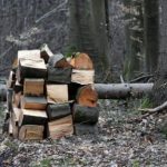 Кто в лес, кто за дровами