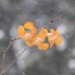 В Украине кое-где ожидаются снег с дождем