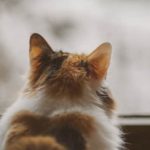 Синоптики прогнозируют теплую влажную погоду в ближайшие двое суток