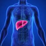 Как очистить печень после праздников: рекомендации для оздоровления важного органа