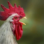 Почему петух ежедневно кричит рано утром: и слышит ли он себя