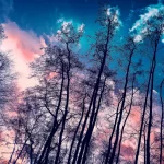 В Украине будет царить аномальное тепло: где 8 января прогреет до +14° (карта)