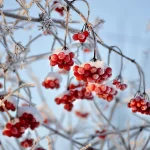 Будут ли сильные морозы: синоптик дала прогноз погоды до конца зимы