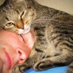 Почему кошка ложится спать рядом с хозяином: что она этим хочет сказать