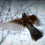 Почему птица бьется в окно: причины и значение такого поведения