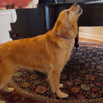 Почему собака воет: и это не просто так