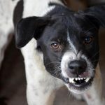 Как обезопасить себя при встрече с агрессивной бездомной собакой: эффективные методы защиты