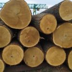 Близько сотні організацій з України та світу закликали Євросоюз посилити санкції на імпорт деревини з РФ