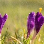 В понедельник в ряде регионов дожди, температура до 18°