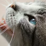 Что на самом деле означает мурлыканье кота: ученые раскрыли тайный язык питомцев