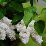 Какой будет погода 1 мая: синоптики удивили прогнозом