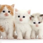 К чему снятся танцующие котята белого цвета