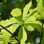 Украину окутает переменная облачность – дождь будет идти только на западе