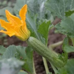 Как вырастить щедрый урожай кабачков: простой способ полива, который работает