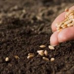 Аграрії засіяли вже 2 млн га ярих зернових та зернобобових культур