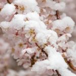 В Украине в воскресенье холодно и заморозки