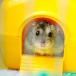 Правда и мифы о хомяках: почему они не такие, как кажется