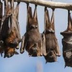 Почему в жилище может залететь летучая мышь и что это означает?