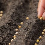 Что лучше сажать на огороде в мае: советы от аграриев