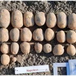 В Украине зарегистрировали новый сорт картофеля: какие его преимущества