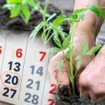 Календарь огородника на июнь 2025 года: когда сажать и ухаживать по Луне