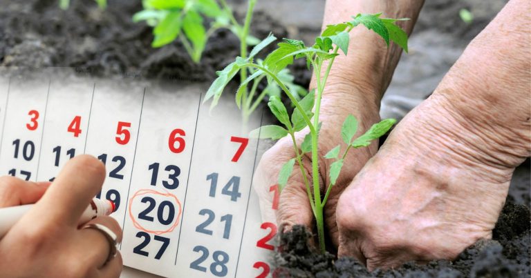 Календарь огородника на июнь 2025 года: когда сажать и ухаживать по Луне