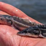 На Одещині провели масштабне зариблення вод Дунаю для відновлення популяції осетрових