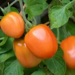 Подкормка для томатов и огурцов: возвращаем жизнь увядшим кустам