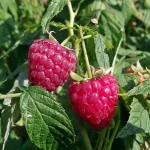 Как вырастить крупную и сладкую малину: простой рецепт подкормки от агрономов