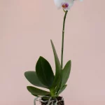 Что делать, чтобы орхидея снова зацвела: как правильно ухаживать за корнями цветка