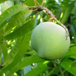 Как вырастить манго из косточки в домашних условиях: пошаговая инструкция