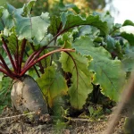 Как вырастить сладкую красную свеклу: советы по правильному поливу и уходу