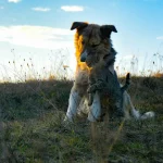 Почему пород кошек меньше, чем собак: основные причины и что это значит