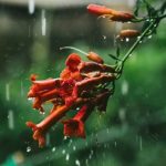 В Украине пройдут дожди, местами ожидаются ночные заморозки на почве