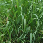 Как избавиться от пырея: эффективные способы борьбы без химии