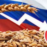 СЗР: у Росії фіксують зменшення запасів пшениці та скорочення її експорту
