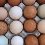 Україна отримала дозвіл на експорт яєць до Канади