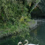 К чему снятся лебеди: толкование и символика сновидений