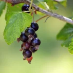 Почему у смородины желтеют листья и как помочь растению?