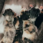 Почему котята рождаются слепыми: объяснение зоологов