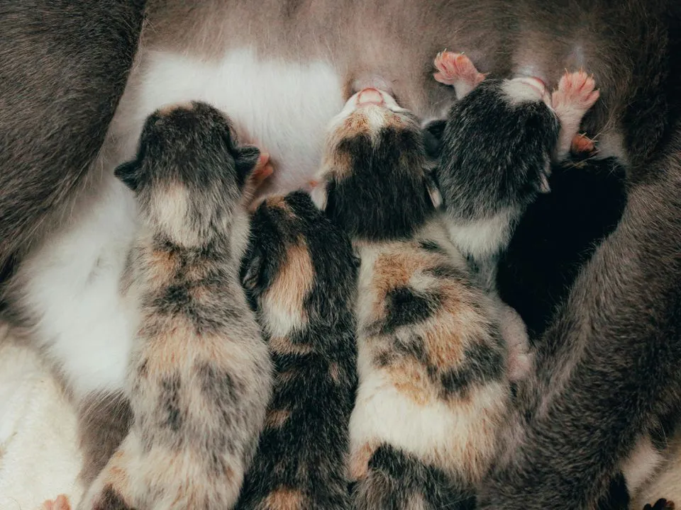 Почему котята рождаются слепыми