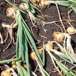 Летняя уборка лука: сроки, признаки зрелости и правила сушки