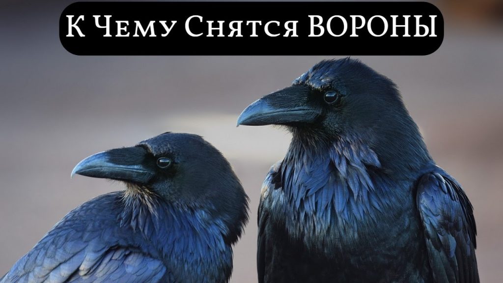 К чему снятся вороны